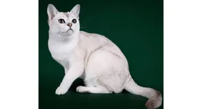 Caption: Playful Burmilla Cat On A Ledge Wallpaper