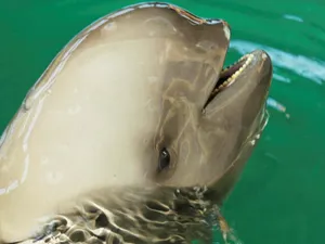 Caption: Playful Porpoises In The Deep Blue Wallpaper