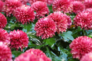 Caption: Radiant Pink Chrysanthemums Close-up Wallpaper