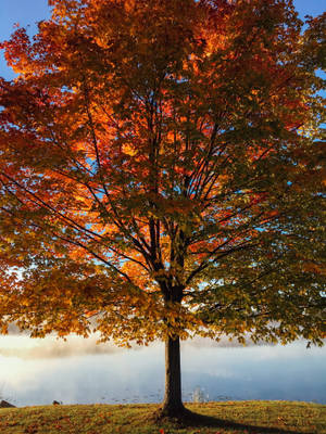 Caption: Serene Iphone Landscape Featuring Majestic Tree Wallpaper