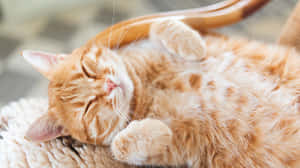 Caption: Serene Nature Landscape Wallpaper