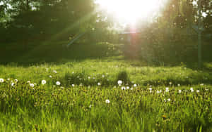 Caption: Serene Spring Meadow Wallpaper