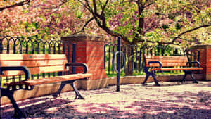 Caption: Serene Spring Walkway Wallpaper