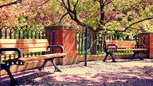 Caption: Serene Spring Walkway Wallpaper