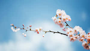 Caption: Serenity Of Spring Sky Wallpaper