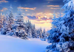 Caption: Snow-covered Trees In Winter Forest Wallpaper