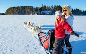 Caption: Spirited Sled Dogs In Winter Bliss Wallpaper