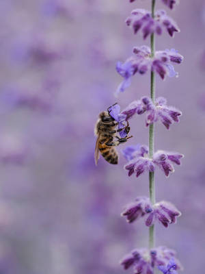 Caption: Stunning Blooming Lavender Field Wallpaper