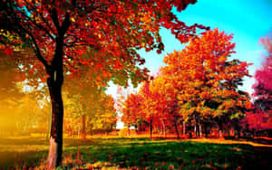 Caption: Stunning Fall Foliage In The Forest Wallpaper