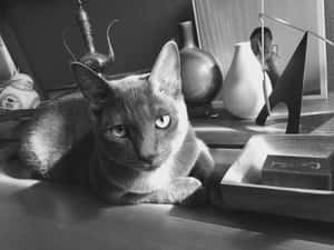 Caption: Stunning Korat Cat Posing Elegantly Wallpaper