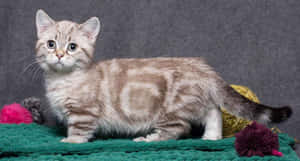 Caption: Stunning Munchkin Cat Lounging In Leisure Wallpaper