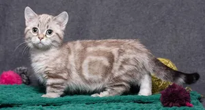 Caption: Stunning Munchkin Cat Lounging In Leisure Wallpaper