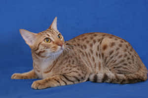 Caption: Stunning Ocicat Showing Its Distinctive Markings And Muscular Build Wallpaper