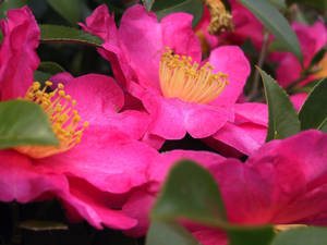 Caption: Stunning Scarlet Camellia Sasanqua In Full Bloom Wallpaper