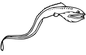 Caption: Stunning Viperfish Immersed In The Deep Sea Solitude Wallpaper