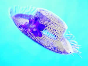 Caption: Stylish Beach Hat On The Perfect Sunny Day Wallpaper