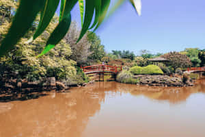 Caption: Toowoomba's Stunning Botanical Twilight Wallpaper
