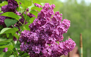 Caption: Tranquil Blooming Lilac Tree Wallpaper