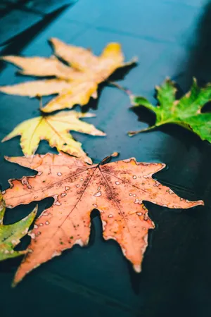 Caption: Tranquil Fall Rain In The Forest Wallpaper