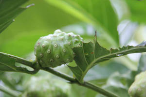 Caption: Tropical Noni Fruit On Wooden Background Wallpaper