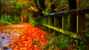 Caption: Uncovering Nature's Beauty In Fallen Leaves Wallpaper