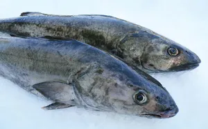 Caption: Underwater Beauty: The Elegant Sablefish Wallpaper