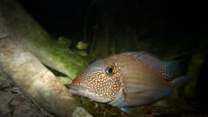 Caption: Vibrant 3d Fish Swimming Amongst Colorful Coral Wallpaper