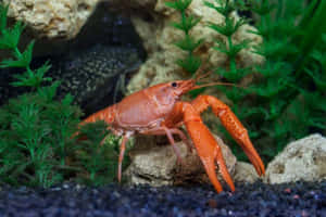 Caption: Vibrant And Intricate Crustacean In Its Natural Habitat Wallpaper