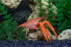 Caption: Vibrant And Intricate Crustacean In Its Natural Habitat Wallpaper