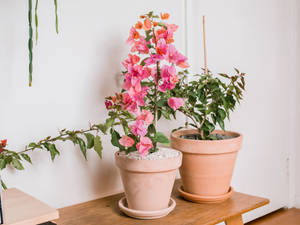 Caption: Vibrant Blooming Bougainvillea Adorning A Rural Landscape Wallpaper