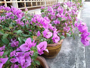 Caption: Vibrant Bougainvillea In Full Bloom Wallpaper