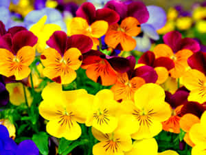 Caption: Vibrant Bouquet Of Mixed Blooms Wallpaper