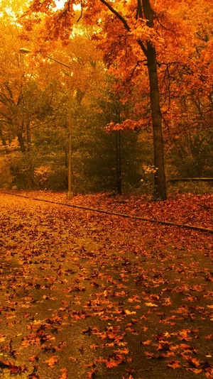 Caption: Vibrant Fall Trees In A Serene Forest Wallpaper