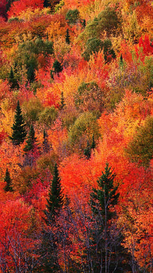 Caption: Vibrant Fall Trees In Scenic Landscape Wallpaper