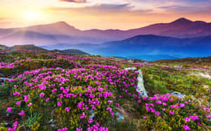 Caption: Vibrant Field Of Blossoms Wallpaper