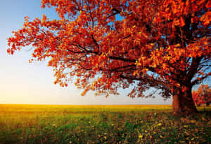 Caption: Vibrant Hues Of Nature Wallpaper