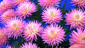 Caption: Vibrant Pink Chrysanthemums In Bloom Wallpaper