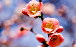 Caption: Vibrant Spring Bloom Unleashing Colors Wallpaper