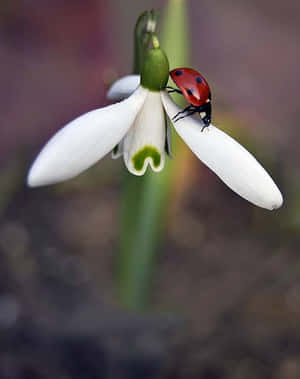 Caption: Vibrant Spring Ladybugs In Nature Wallpaper