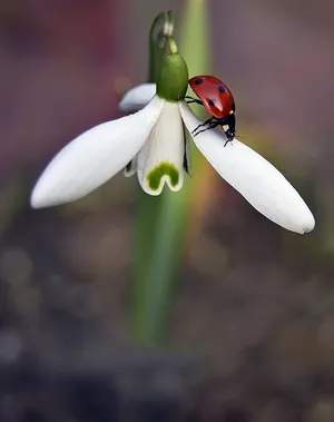 Caption: Vibrant Spring Ladybugs In Nature Wallpaper