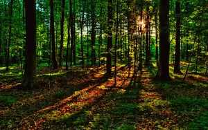 Caption: Vibrant Spring Sunshine In Nature Wallpaper