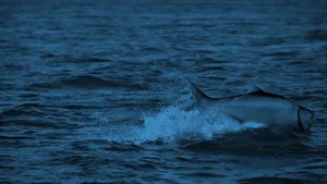 Caption: Vibrant Underwater Marvel Wallpaper