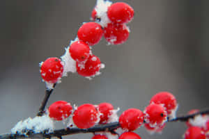 Caption: Vibrant Winter Berries In Snowy Landscape Wallpaper