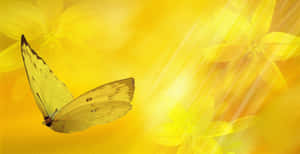 Caption: Vibrant Yellow Butterfly Perched On A Beautiful Red Flower Wallpaper