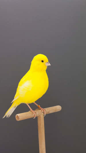 Caption: Vibrant Yellow Canary Perched On A Branch Wallpaper