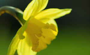 Caption: Vibrant Yellow Daffodils In Full Bloom Wallpaper