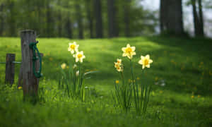 Caption: Vibrant Yellow Daffodils In Full Bloom Wallpaper