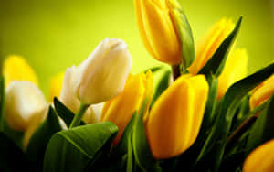 Caption: Vibrant Yellow Tulips In Full Bloom Wallpaper