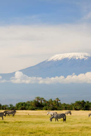 Caption: Zebras Grazing Against The Backdrop Of Mount Kilimanjaro Wallpaper