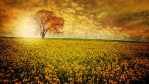 Captivating 8k Ultra Hd Floral Field Desktop Wallpaper Wallpaper
